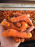 Nghệ giống/nghệ tươi xuất khẩu