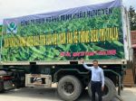 Nghệ giống/nghệ tươi xuất khẩu