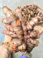 Nghệ giống/nghệ tươi xuất khẩu